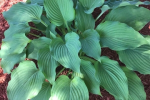 Lakeside Full Tide, Hosta